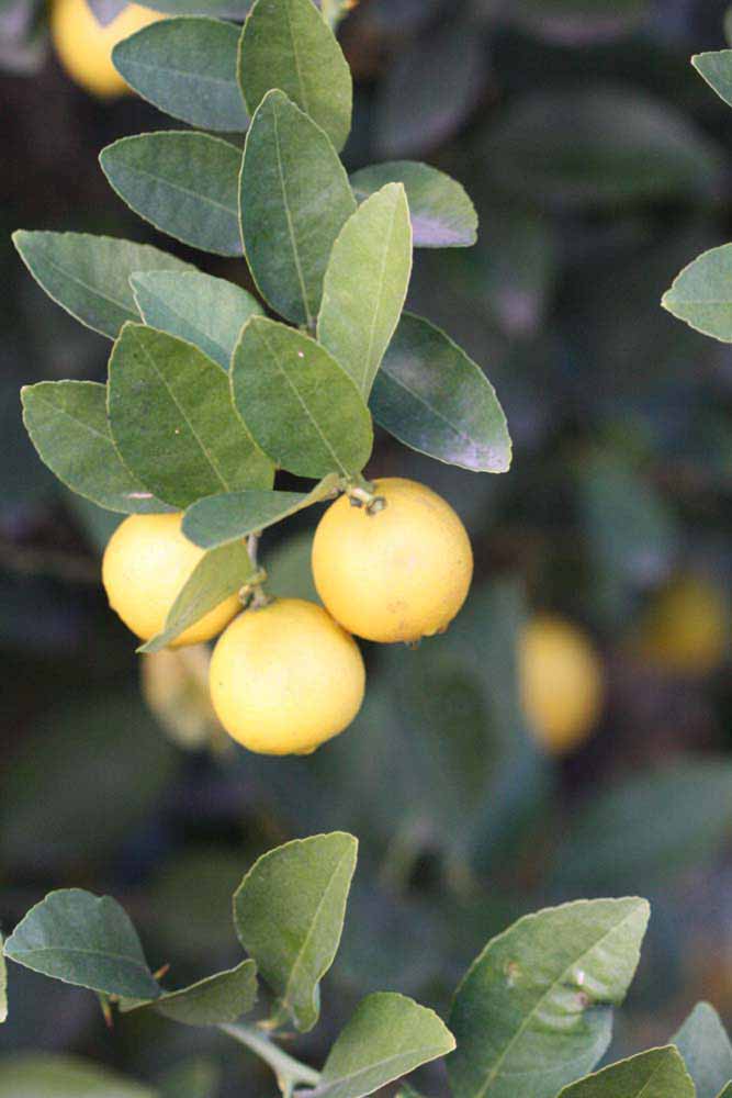            Sun leaves (Mexican, Riverside, CA)   